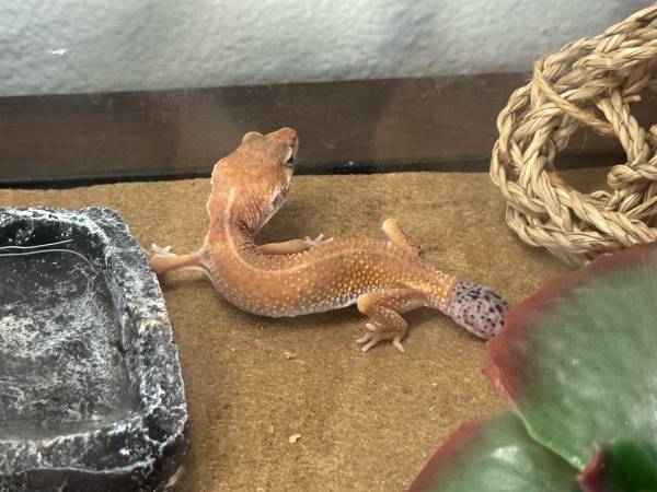 2 Geckos (Auburn)63885717842947121