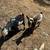 Tennessee Fainting Female Goat 3 thumbnail