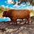 Rehoming highland bull 1 thumbnail