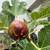 Fig Trees (brown turkey, 4 year old, 5 ft tall) in McLean 5 thumbnail