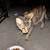 Female cats 2 thumbnail