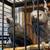 Two African Grey parrots. 3 thumbnail