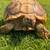 Adult Proven Sulcata Females & Male Tortoise++ 1 thumbnail