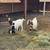 Goats For Sale 9 thumbnail