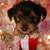 Adorable Yorkie Terrier Puppies – Ready for Christmas! - Small 1 thumbnail