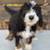 beautiful Bernedoodle puppies 10 thumbnail