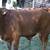 Limousin bulls 3 thumbnail