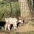 Nigerian dwarf goats 12 thumbnail