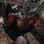 2 roosters 4 thumbnail