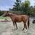 Horse  free thoroughbred 2 thumbnail
