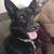 Belgian malinois mix 19 thumbnail