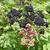 European Elderberries & Live Plants For Sale 3 thumbnail
