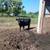 Dexter cattle 1 thumbnail
