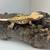 Crested gecko collection for sale 3 thumbnail