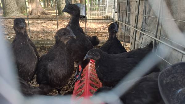 ayam cemani chickens 1