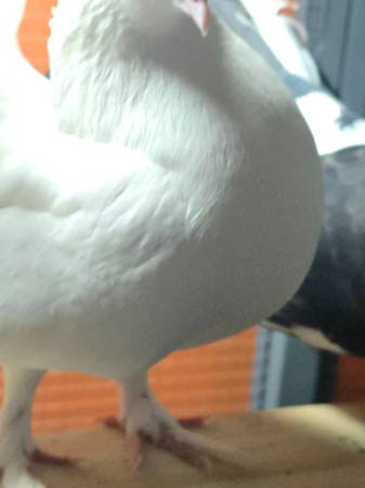 Fantail pigeon (Arlington)63682033327745122