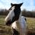 PAINT MARE (NEVER BREED)  BLACK & WHITE)AROUND 16 YEARS OLD YEARS OLD 4 thumbnail
