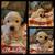 Golden Retriever Puppies 4 thumbnail