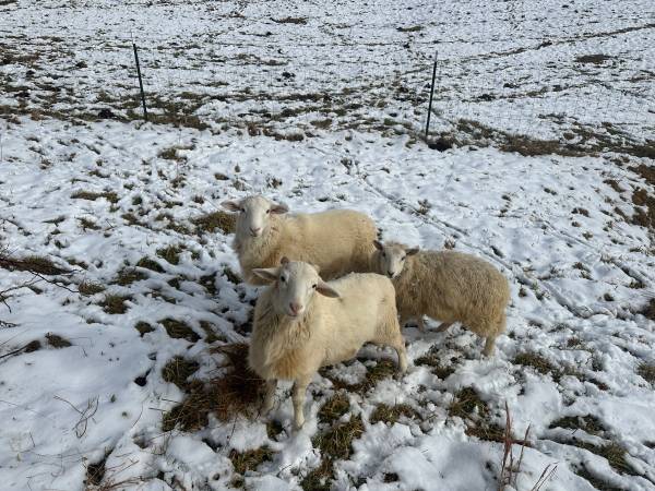 Lambs for Christmas 1