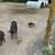 Mangalitsa Piglets 2 thumbnail