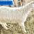 Angora Mixed Goats For Sale or Trade 7 thumbnail