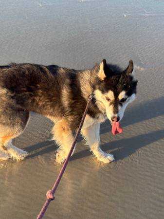 Alaskan Malamute 1