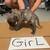Puppy adoption last day 4 thumbnail