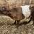 Mini highland/ belted bull calf 1 thumbnail