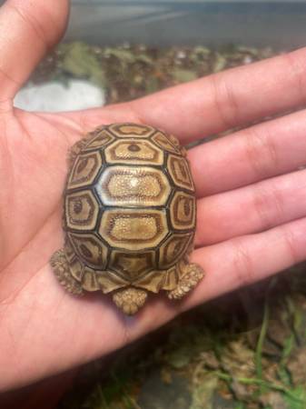 Leopard tortoise hatchling $30064026351290370120