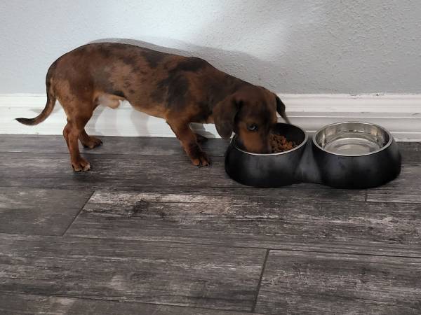 Dachshund Double Dapple 1