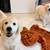 Golden Retriever 2 thumbnail