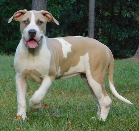 XL  American Bully (Carson,MS)63904505685506122