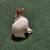 Cute Bunny 3 thumbnail