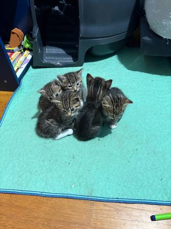 8 week old kittens559650730861537283