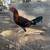 Gamefowl Gallos hennies 1 thumbnail