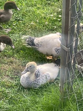 Patos Muscovy - $10 (Mount Pleasant)62975764607491120