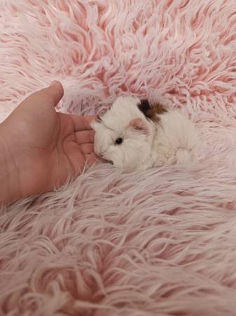 Long-haired baby guinea pigs very tame (Visalia CA)63873028201219120