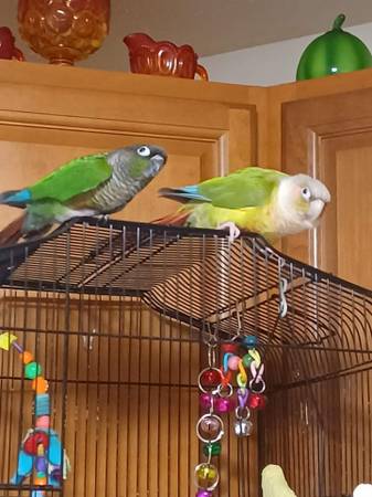 Par de conures emparejados (Springfield, VT)63373486681217126