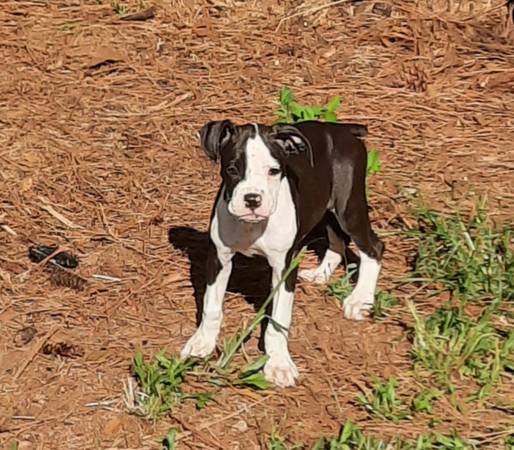 CKC Boxer puppies (Ariton)63611946363521121