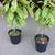 paw paw fruit trees in pots. Exotic hardy fruit trees like mangos! 5 thumbnail