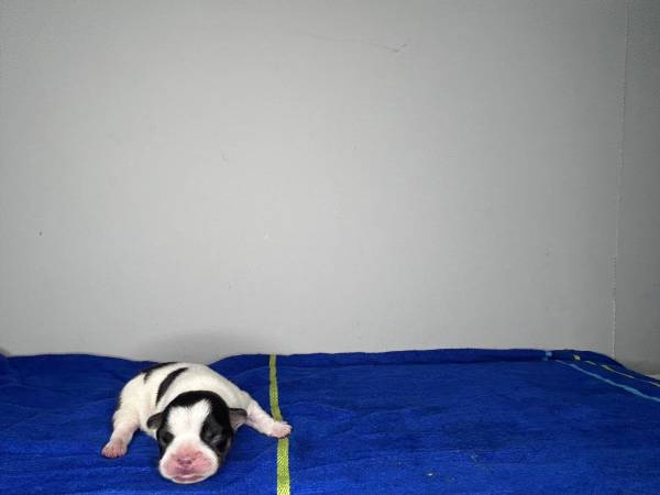 Cachorros de Bulldog Francés (Rosedale)64051582293506123
