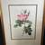 3 Botanical framed prints 1 thumbnail