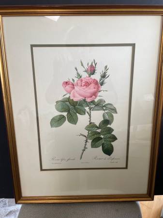 3 Botanical framed prints 1