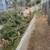 **Tree trimming shaping and Pruning Gardener 14 thumbnail