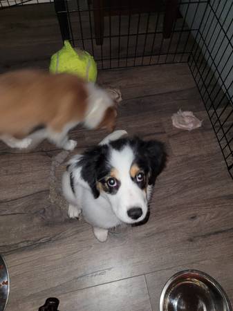 Mini Aussie Puppies 1