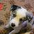 Australian Shepherd Border Collie Mix Puppies 9 thumbnail