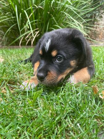 Rehoming 9 week old puppy (Sacramento)63881395563393121