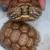 Tortoise 1 thumbnail