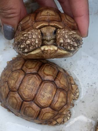 Tortoise 1