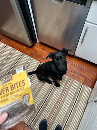 $60.00 / Night Dog/House Sitting For Weekends & Holidays 1